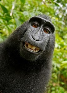 Monkey selfie 1